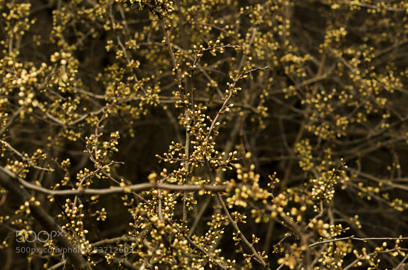 Pentax K-5 II sample photo. Trnka oby ajn prunus photography