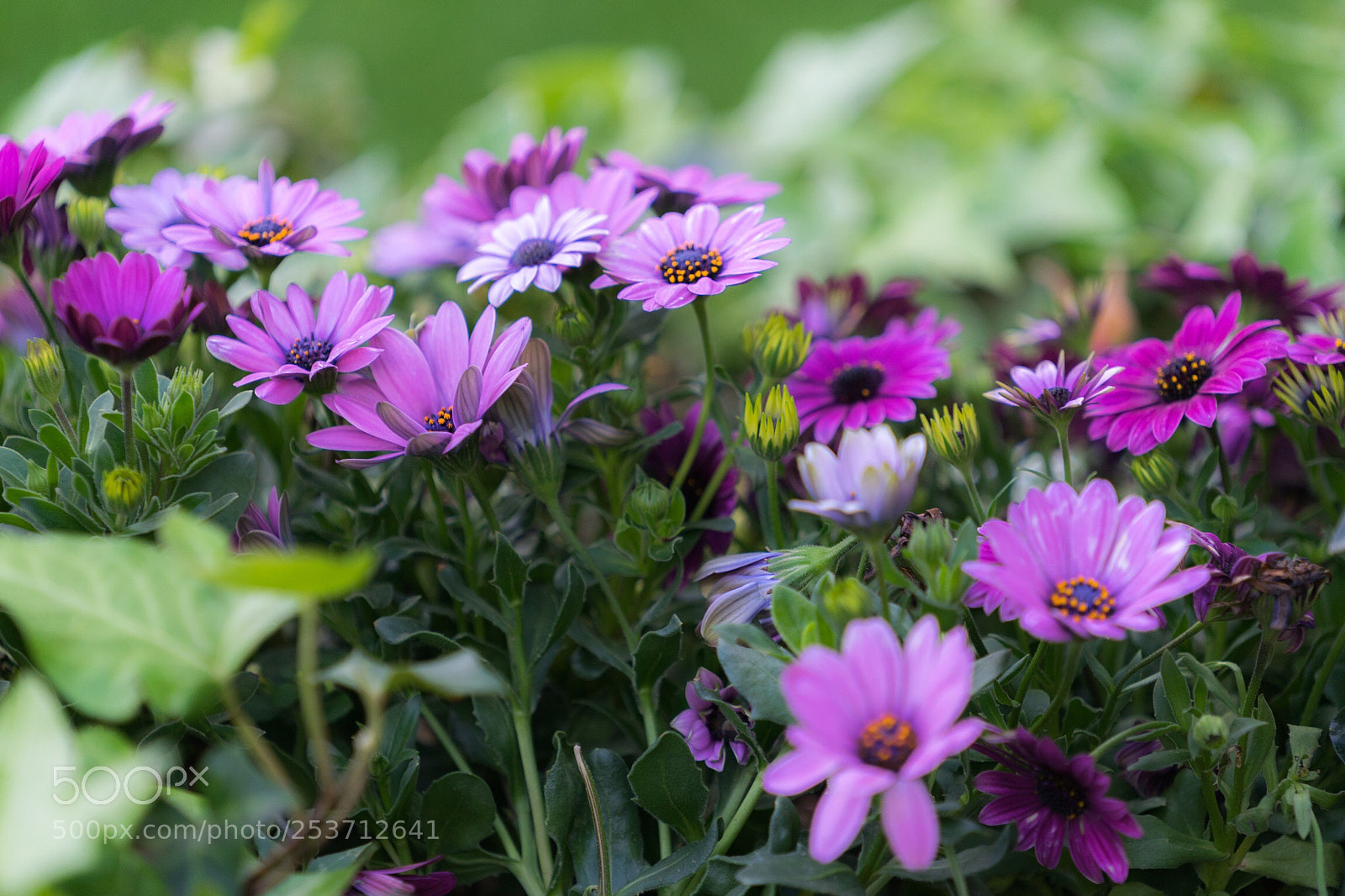 Sony a7 II sample photo. Untitled photography