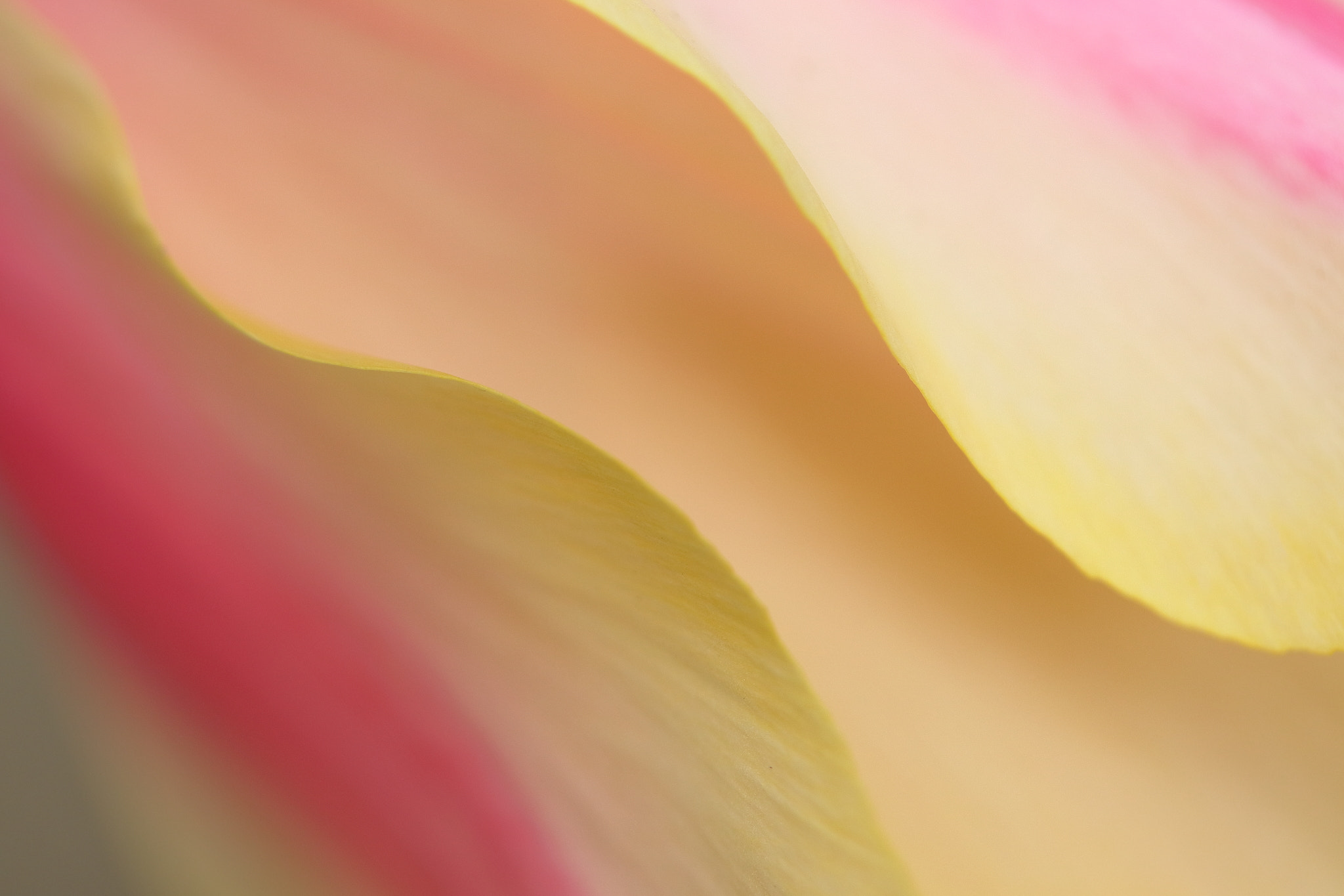 Canon EF-S 60mm F2.8 Macro USM sample photo. Tulip photography