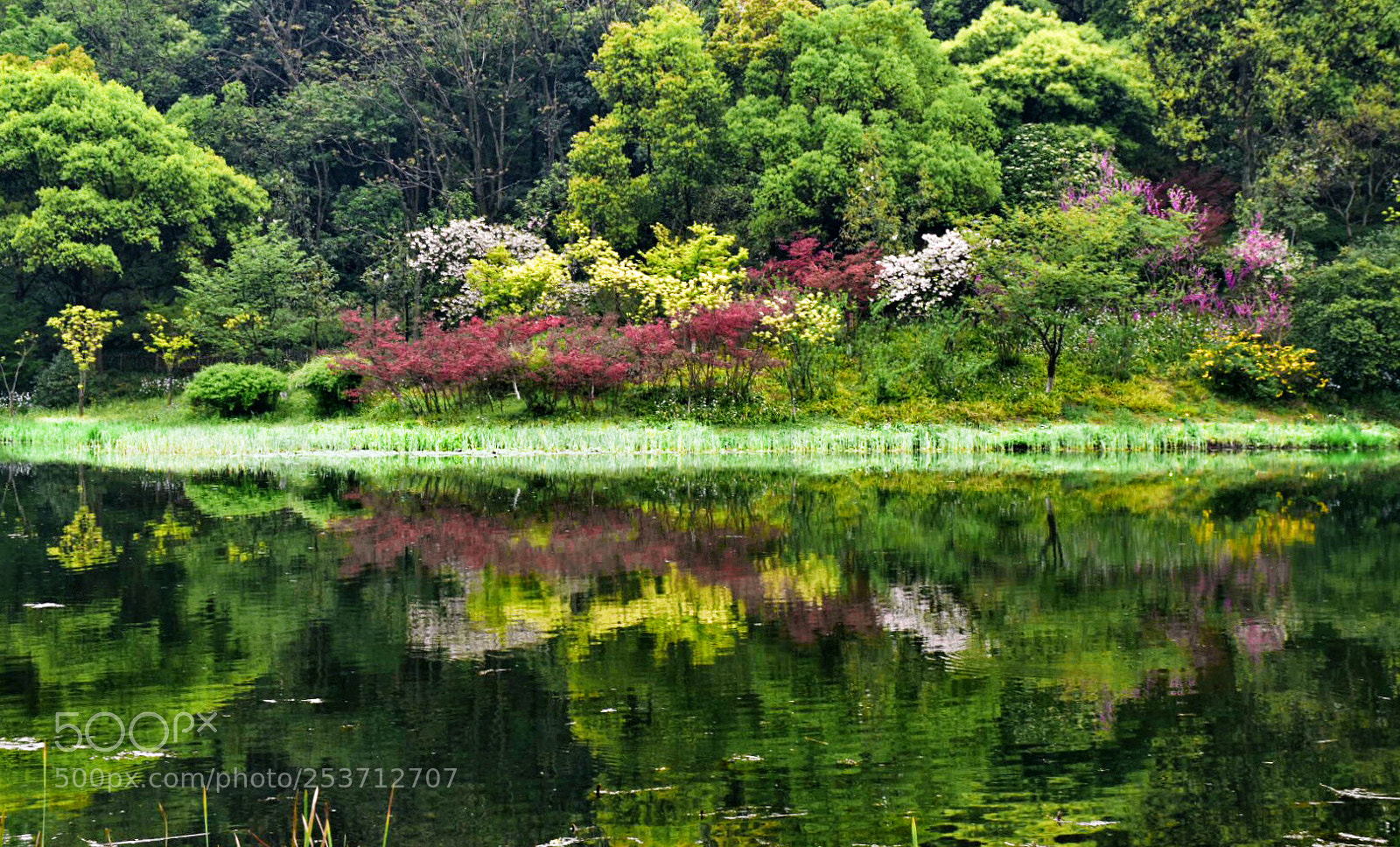 Nikon D5500 sample photo. Spring color photography