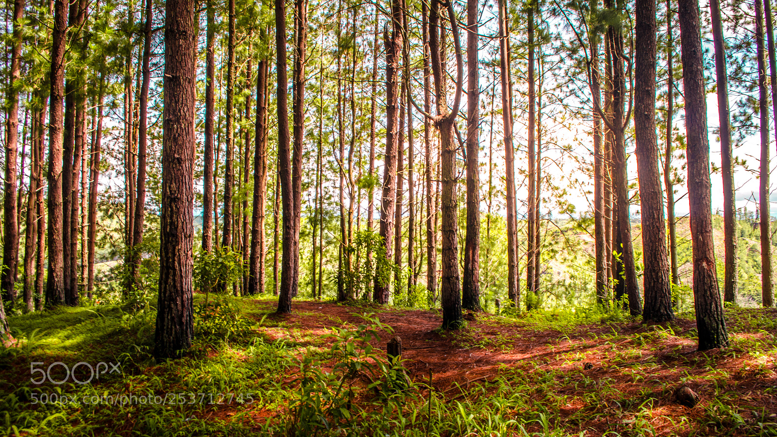 Nikon D5100 sample photo. Untitled photography