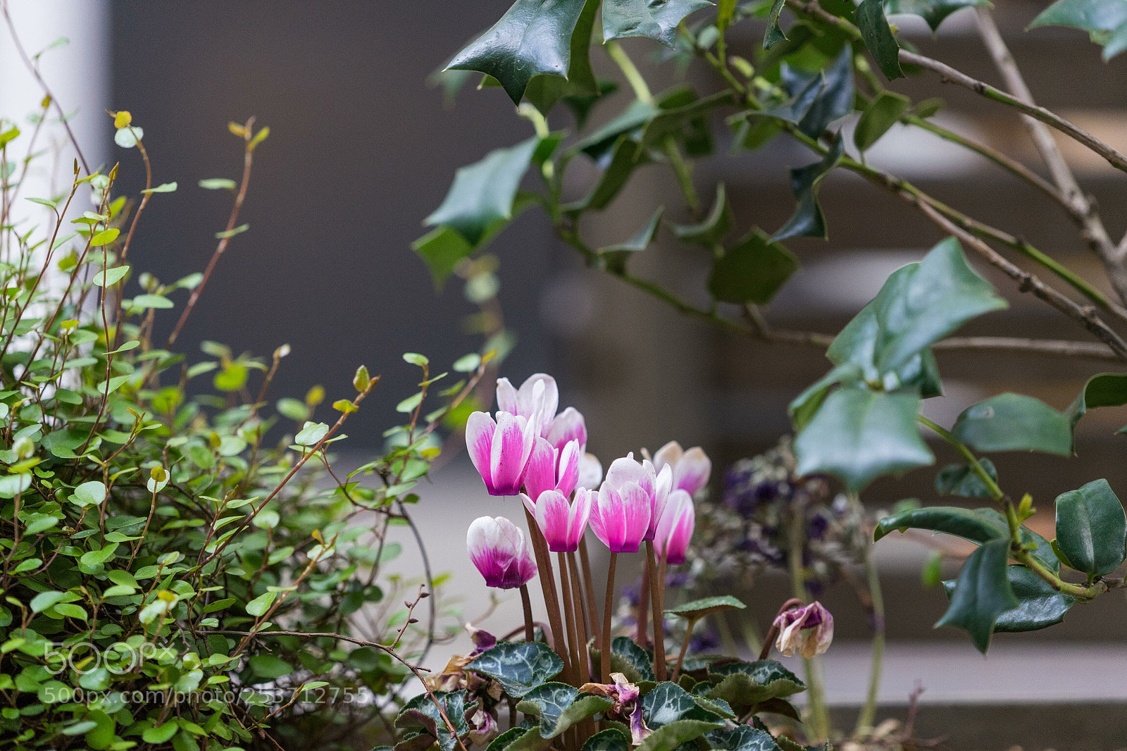 Sony a7 II sample photo. Untitled photography