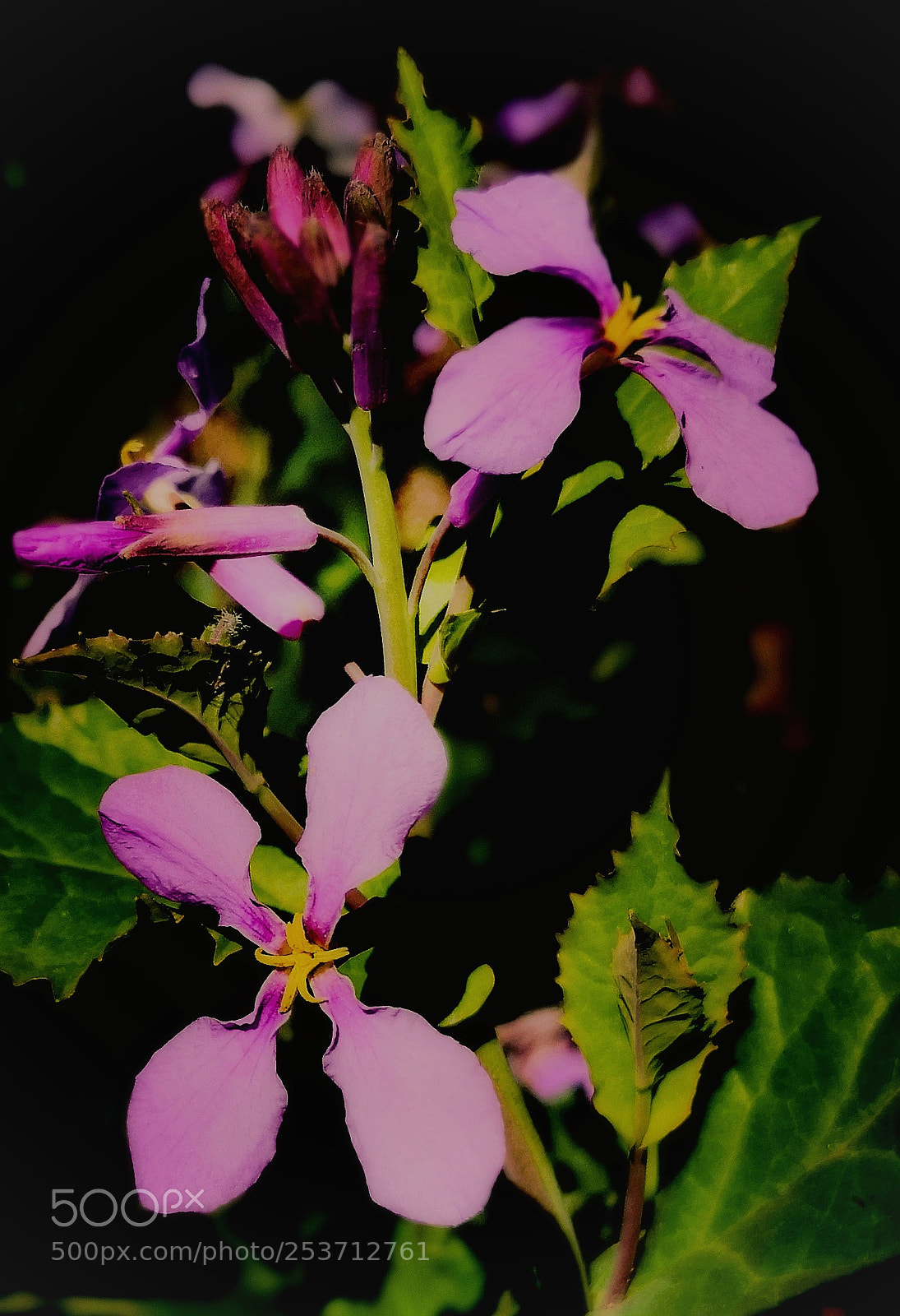 HUAWEI Mate 10 sample photo. 缺水的诸葛菜 photography