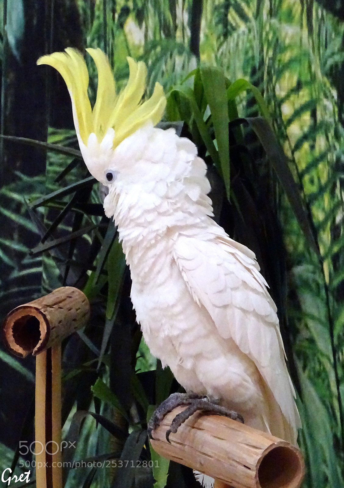 Sony DSC-HX60 sample photo. Cockatoo photography