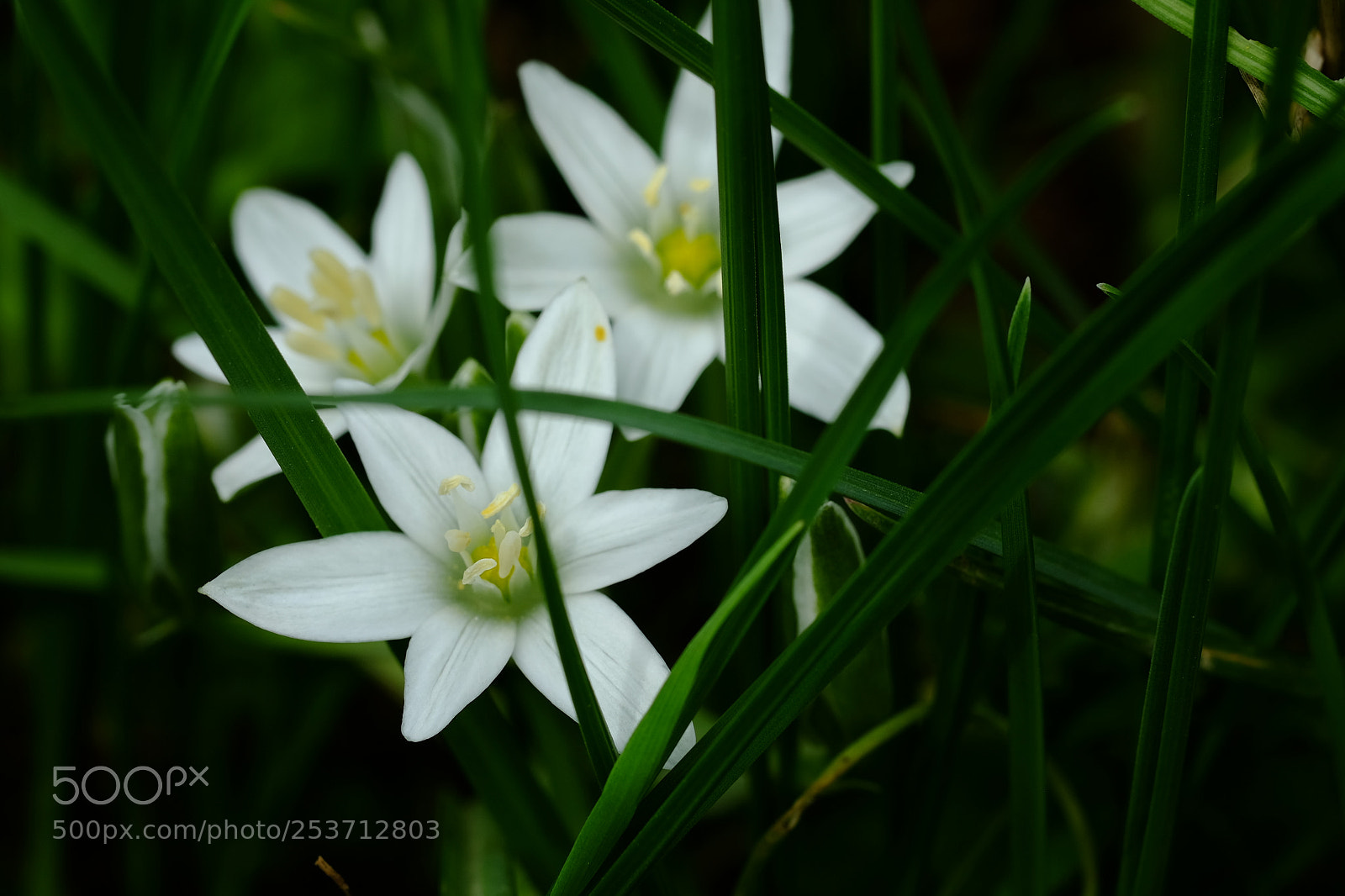 Fujifilm X-T10 sample photo. Hidding photography