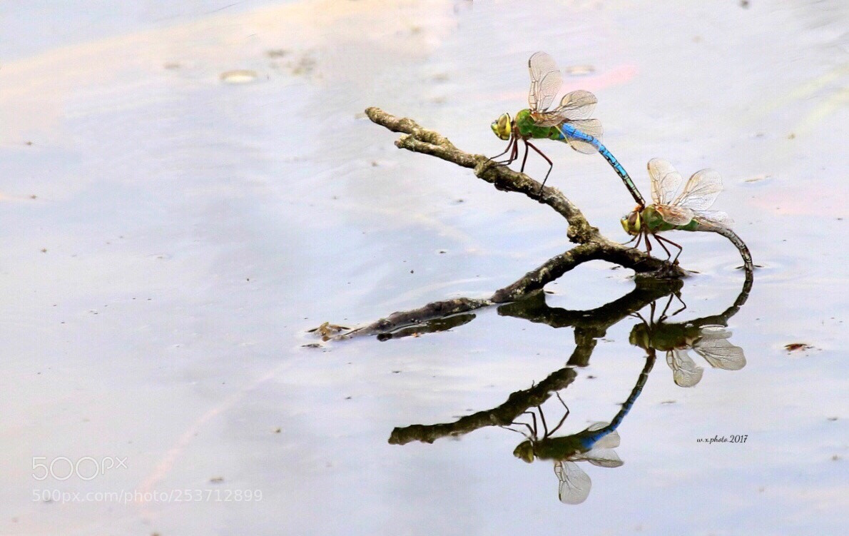 Canon EOS 7D Mark II sample photo. Dragonfly photography