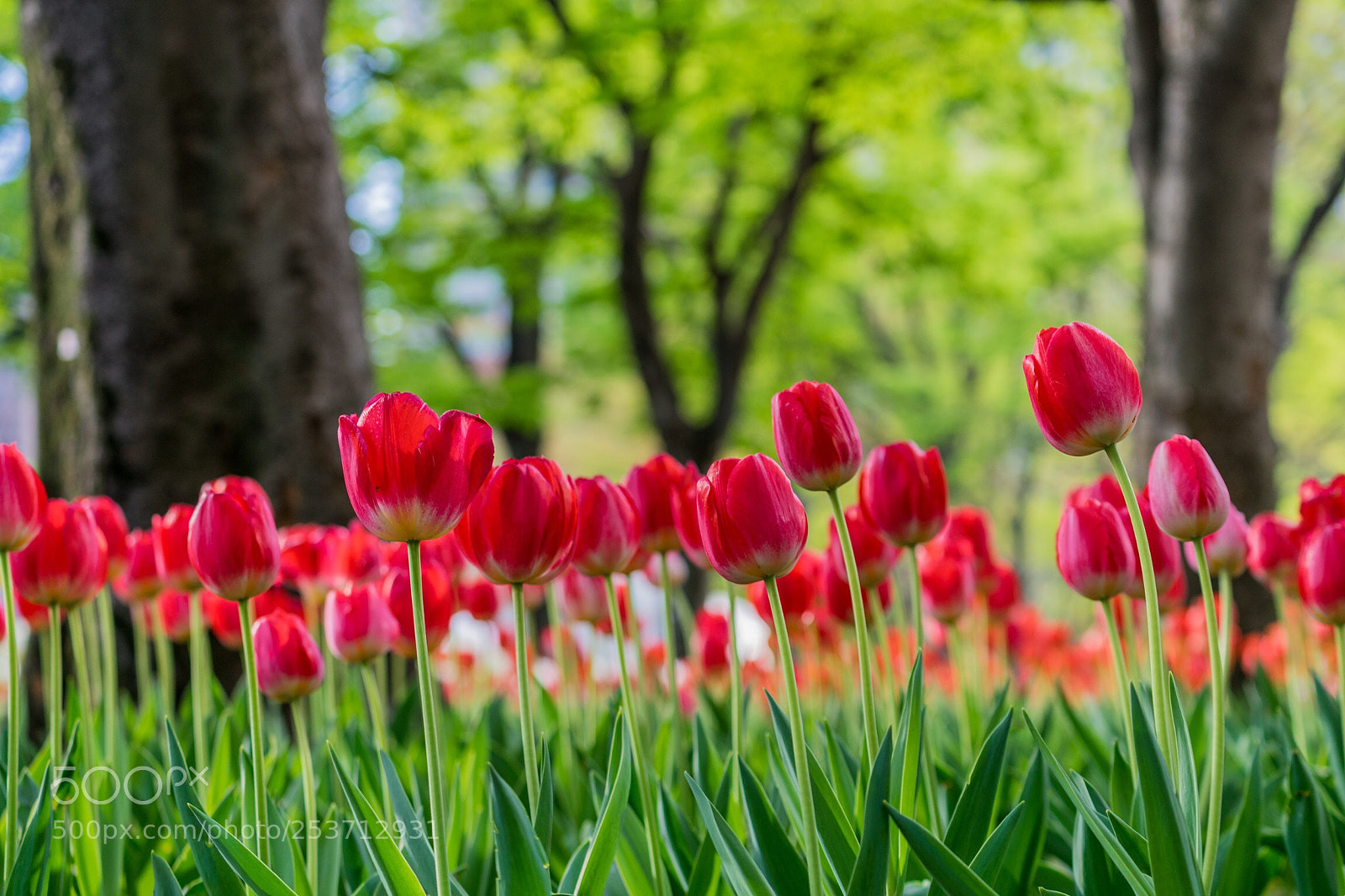 Sony a7 II sample photo. Untitled photography