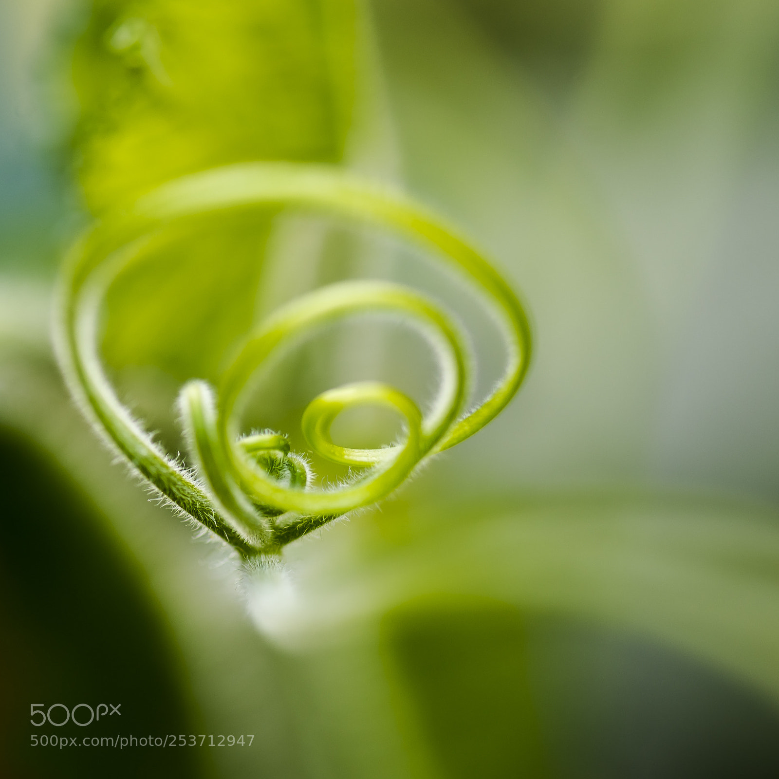Nikon D610 sample photo. Spirale naturelle photography