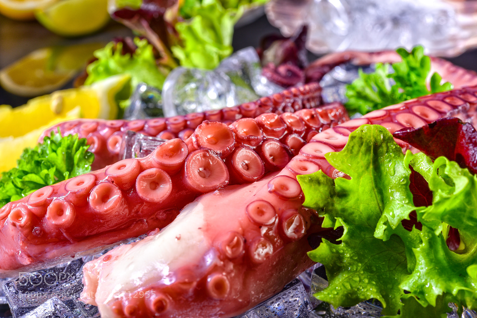Nikon D810 sample photo. Raw octopus on the photography