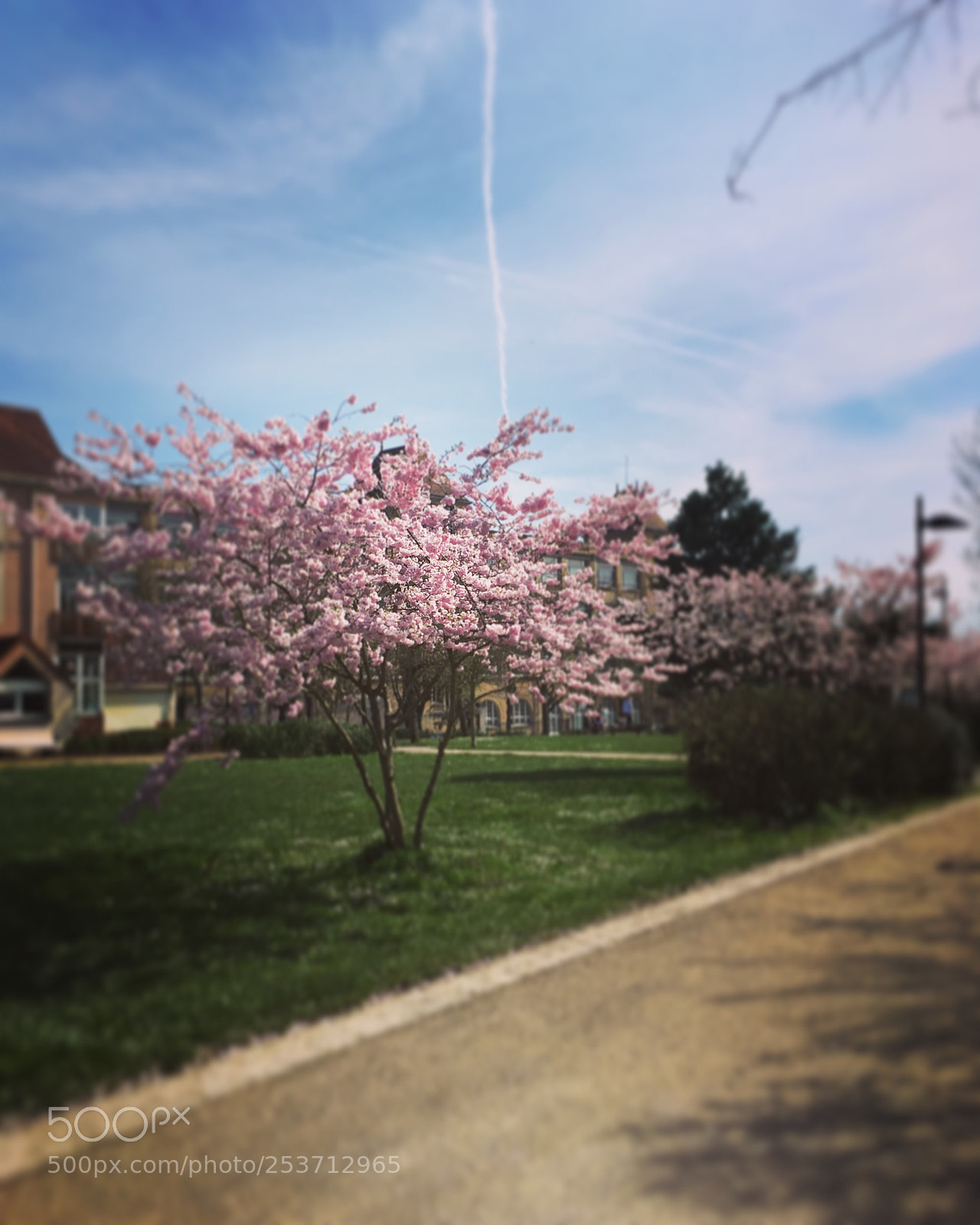 Apple iPhone SE sample photo. Untitled photography