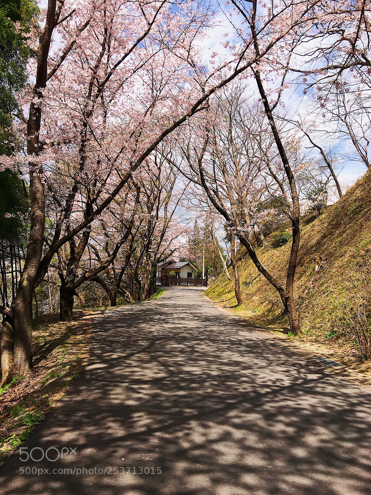 Apple iPhone 6s Plus sample photo. Ｓａｋｕｒａ photography