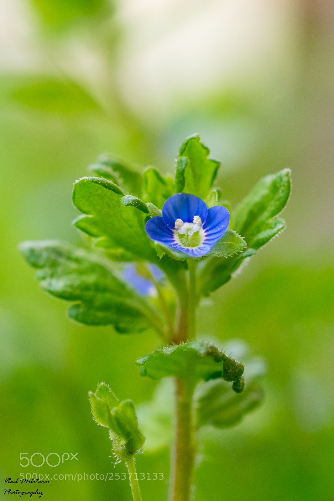Nikon D5300 sample photo. Veronica chamaedrys      (germander speedwell). photography