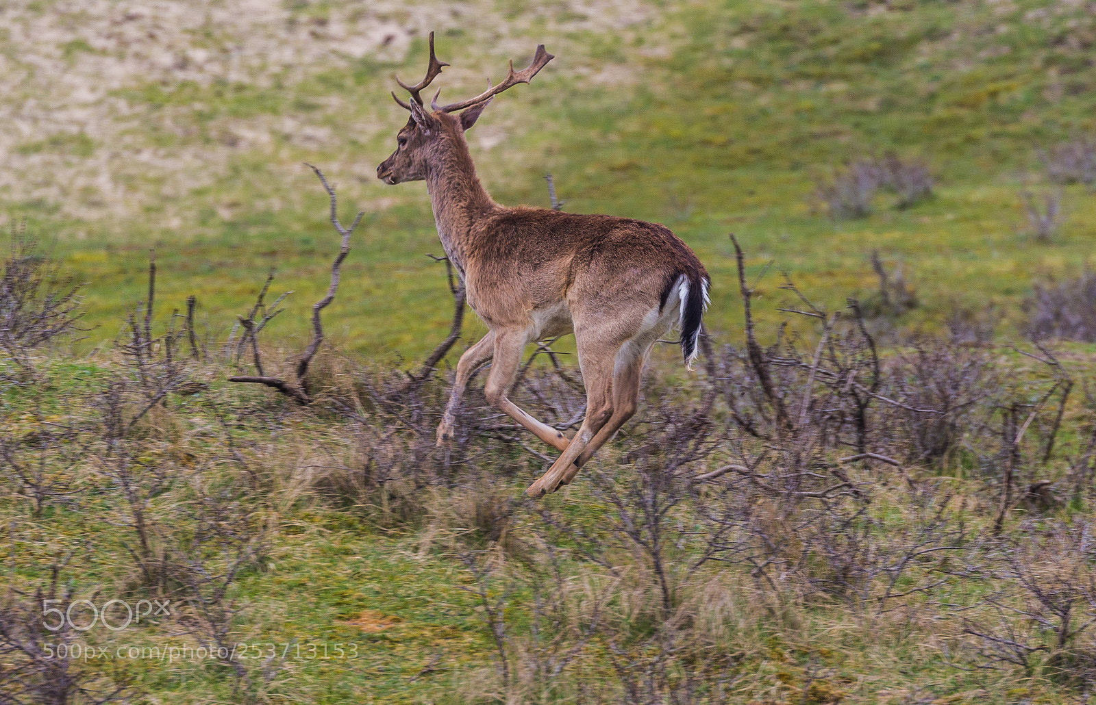 Canon EOS 7D Mark II sample photo. Running deer photography