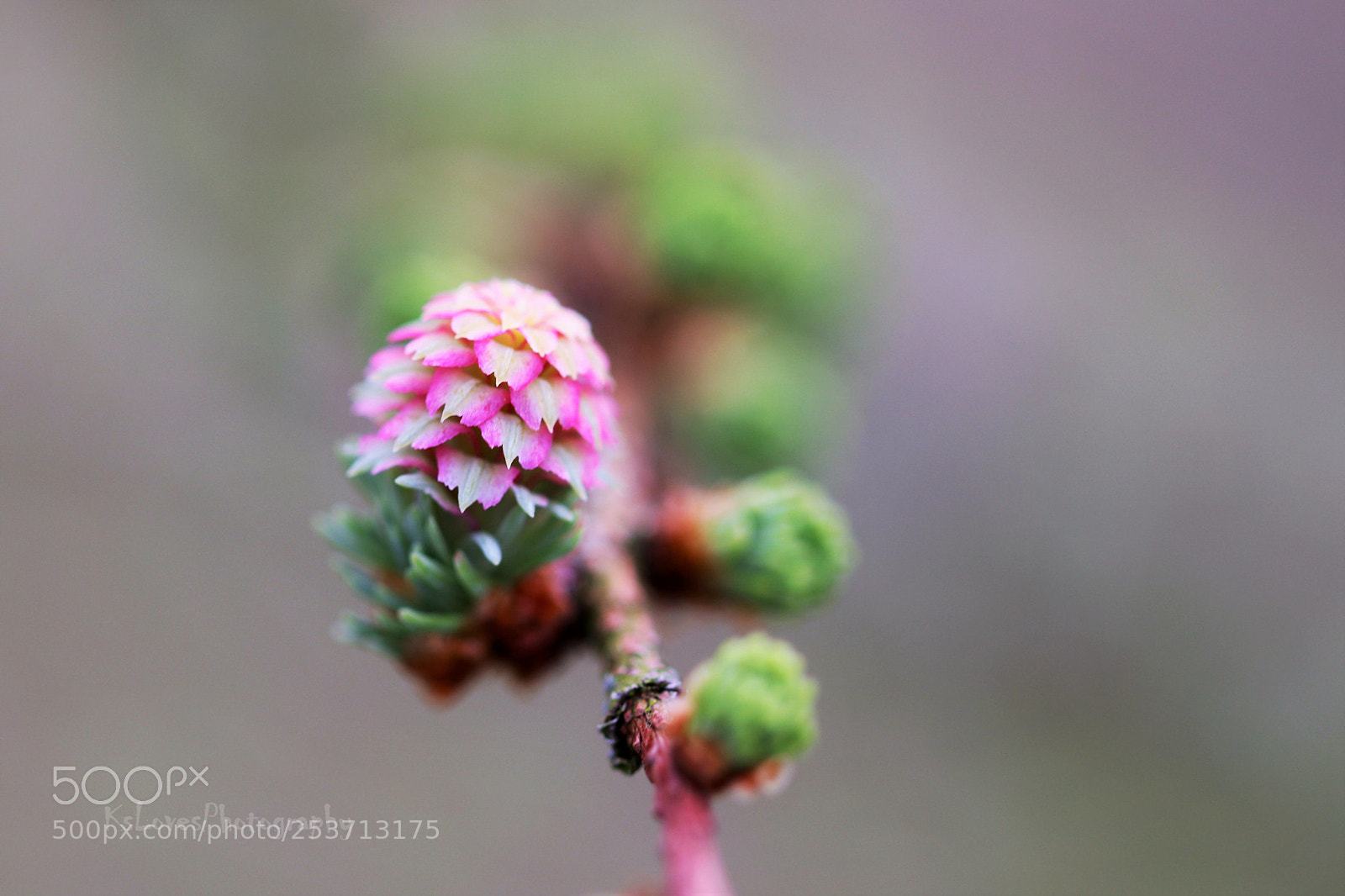 Canon EOS 80D sample photo. Untitled photography