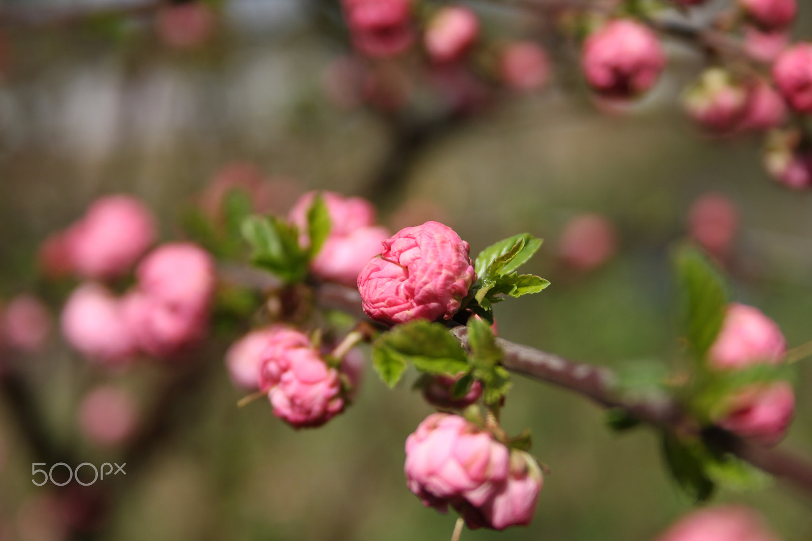 Canon EF-S 18-55mm F3.5-5.6 II sample photo. Der frühling kommt - spring is coming photography