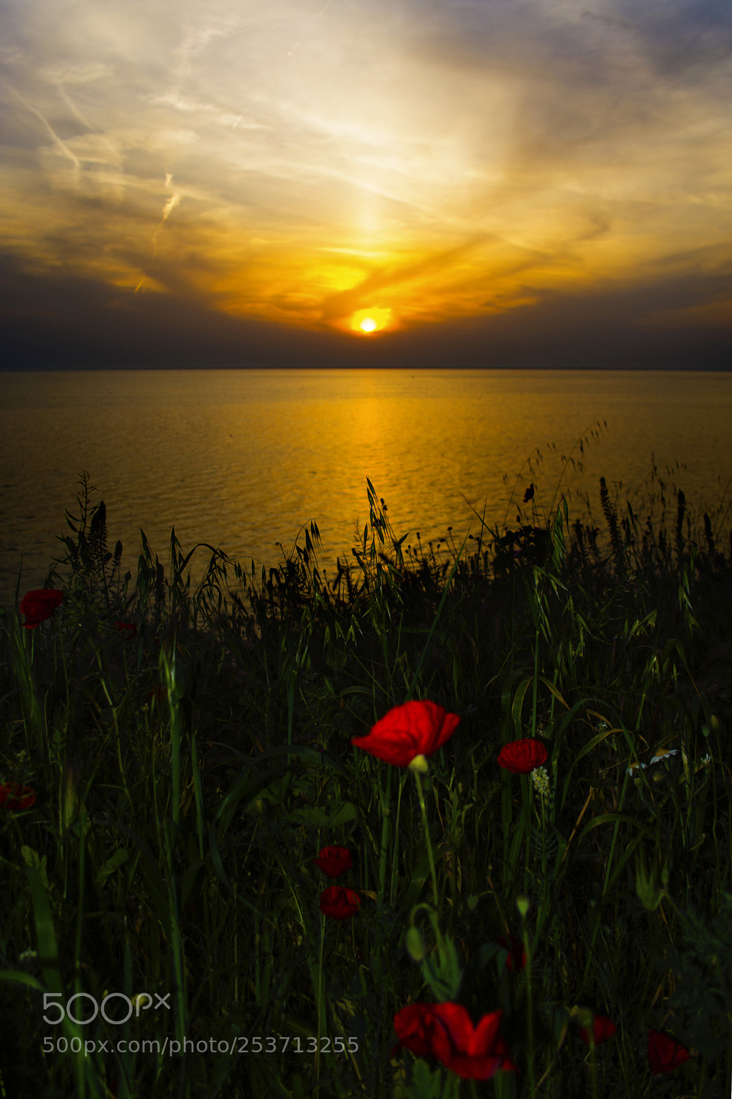 Nikon D5200 sample photo. Poppy flowers in the photography