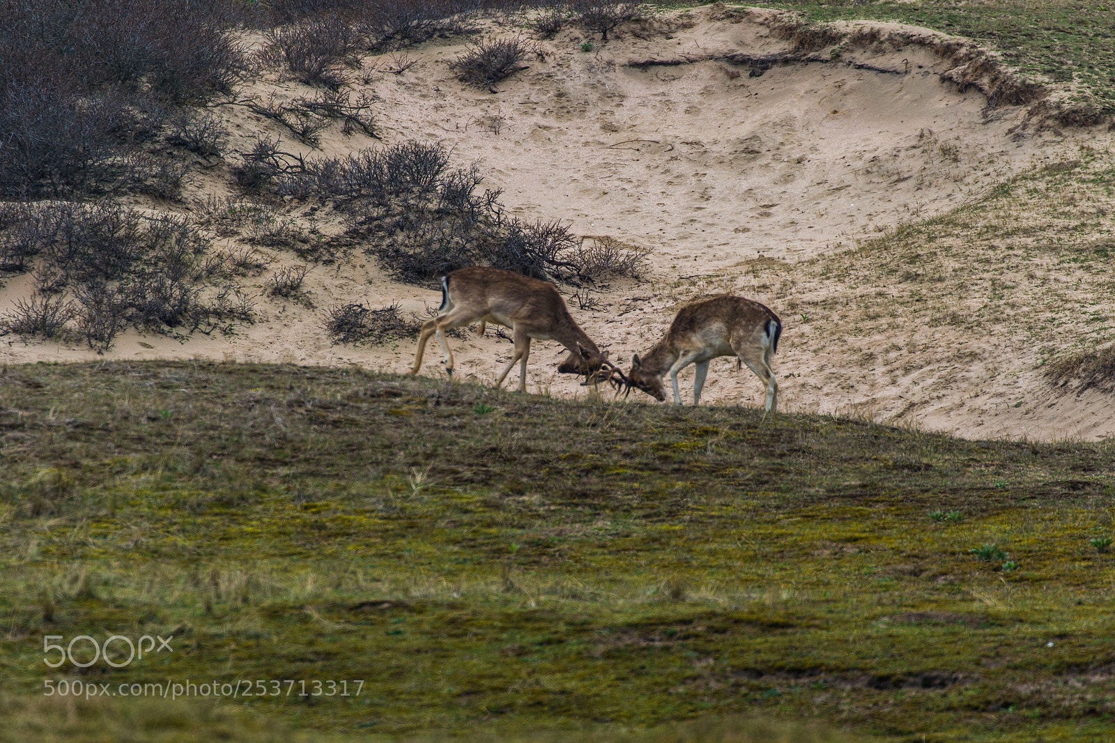Canon EOS 7D Mark II sample photo. Fighting deer photography