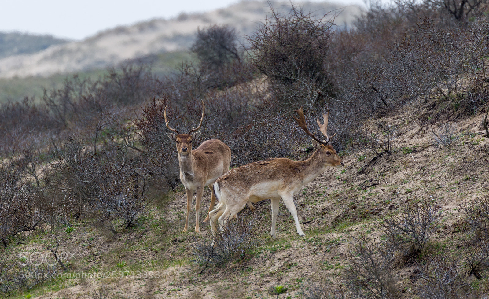 Canon EOS 7D Mark II sample photo. Deer photography