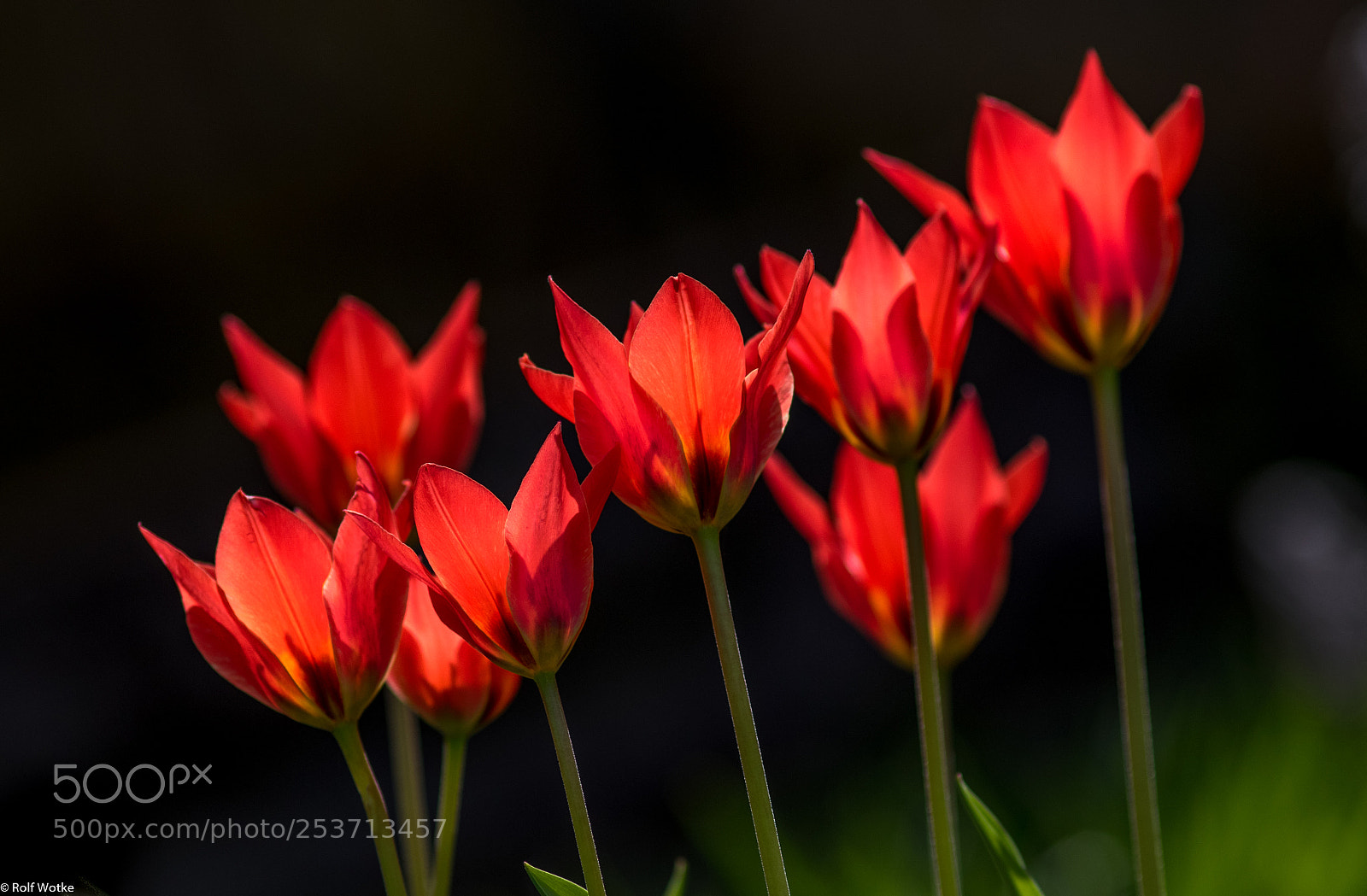 Canon EOS 7D Mark II sample photo. Rote tulpen photography