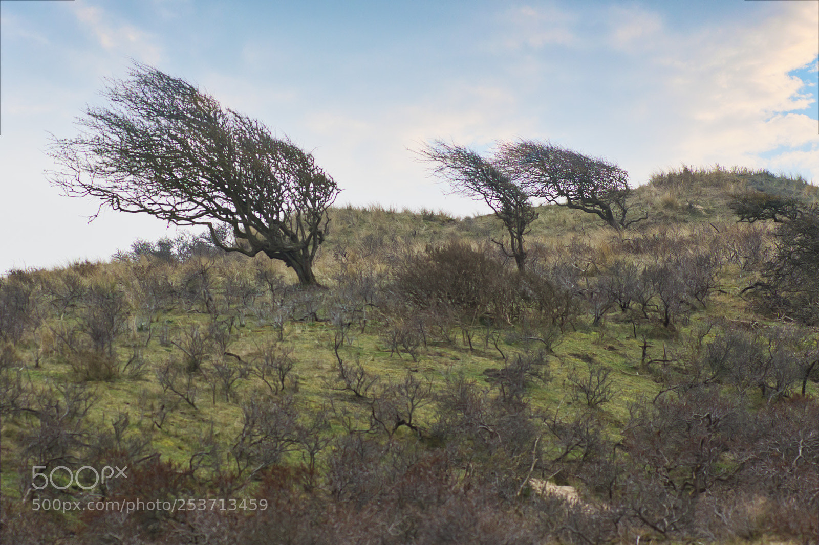 Canon EOS 7D Mark II sample photo. Trees & wind photography