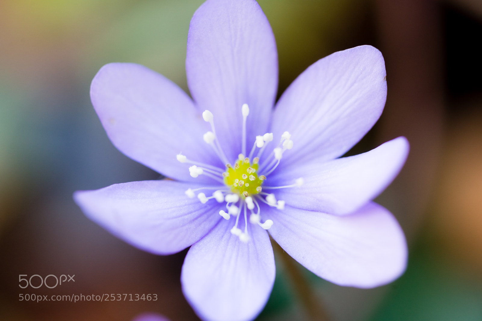 Nikon D610 sample photo. Anemone hepatica photography