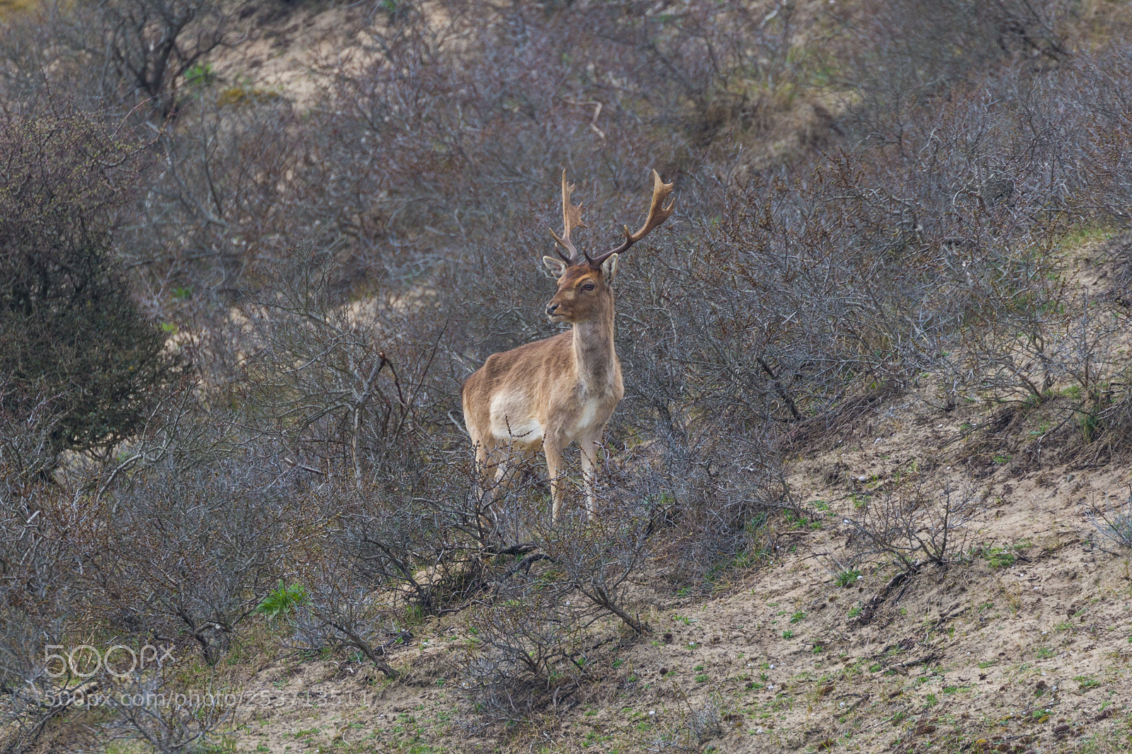 Canon EOS 7D Mark II sample photo. Deer standing photography
