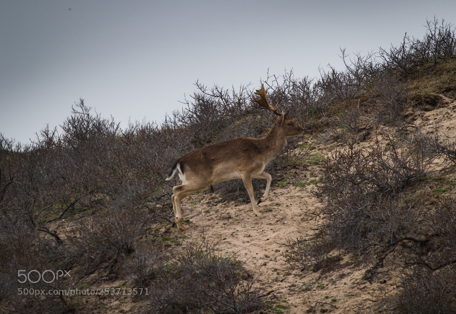 Canon EOS 7D Mark II sample photo. Deer climbing photography