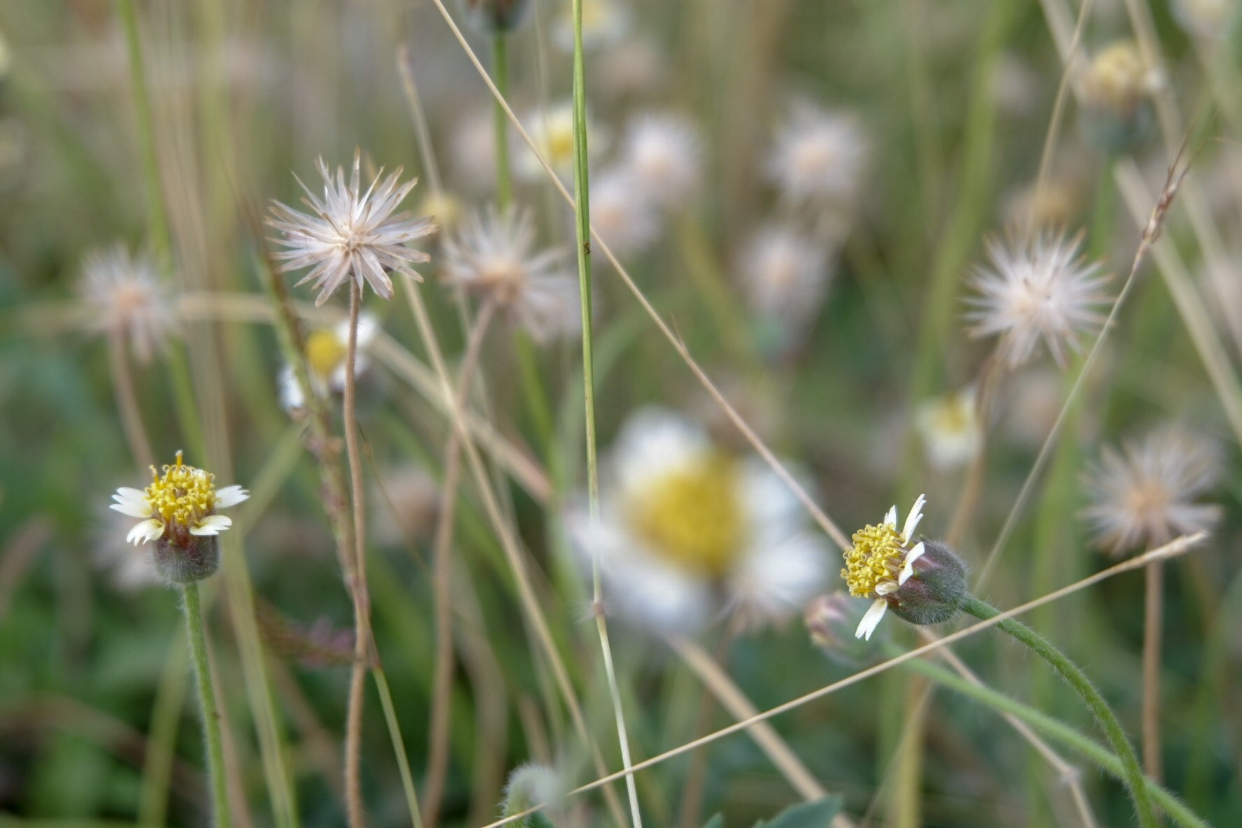 Fujifilm X-A10 sample photo. Wild flower. photography