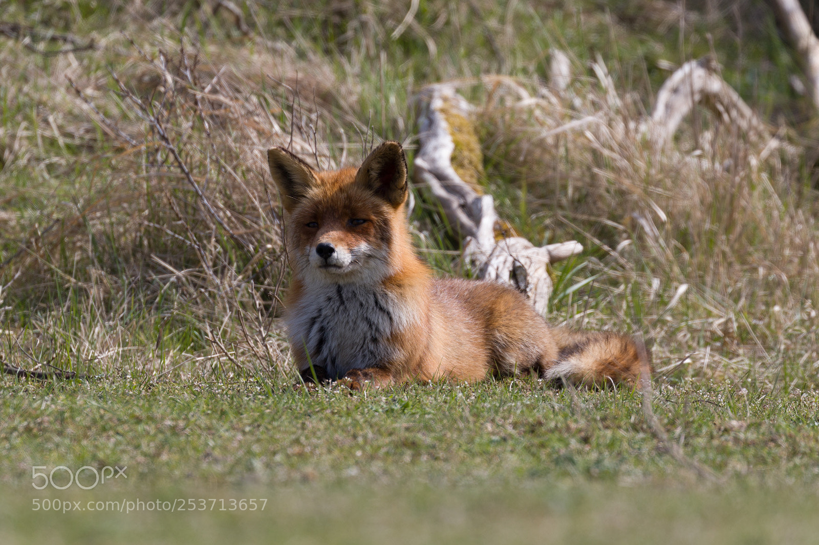 Canon EOS 7D Mark II sample photo. Lying fox photography