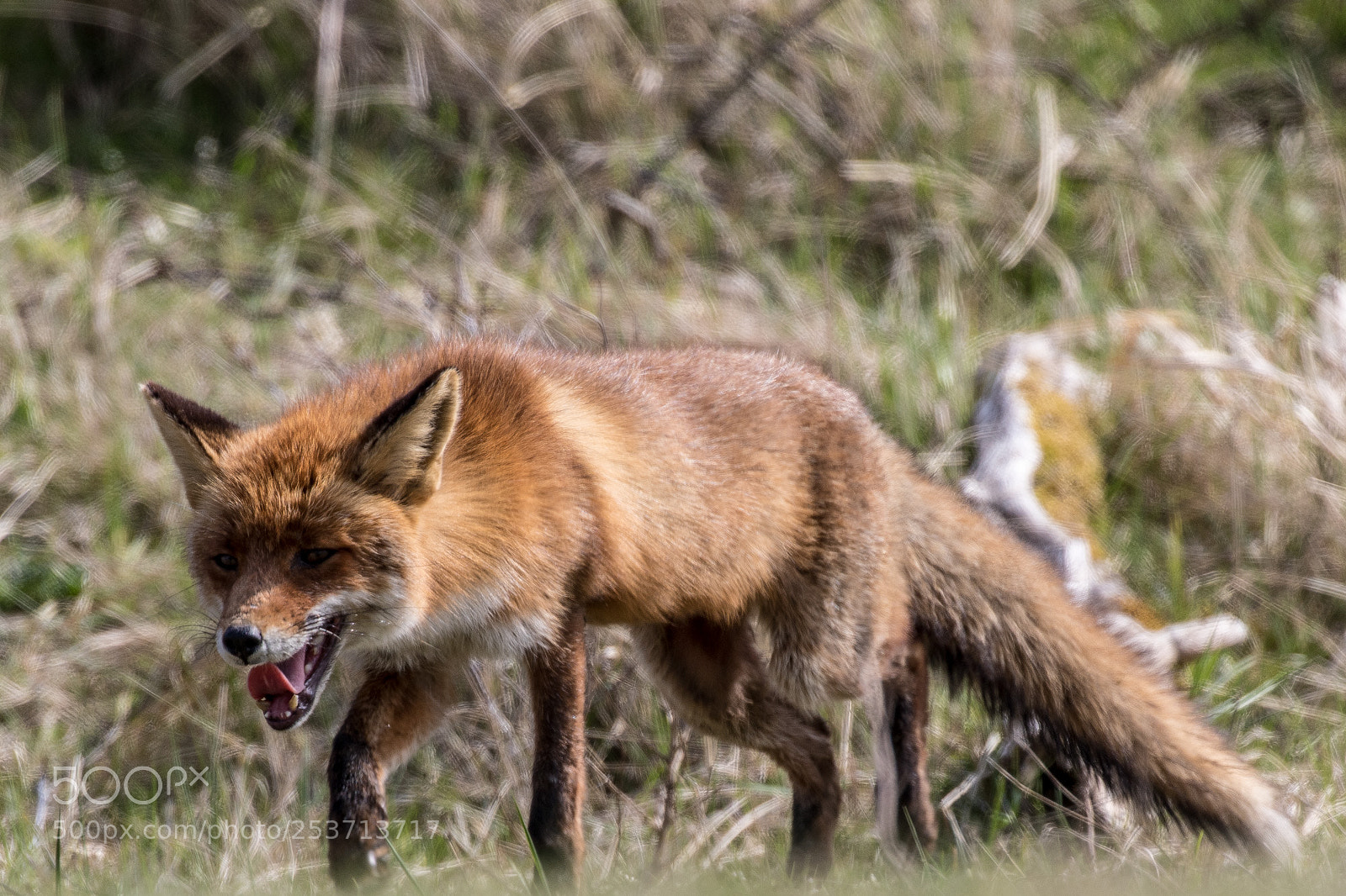 Canon EOS 7D Mark II sample photo. Sly fox photography