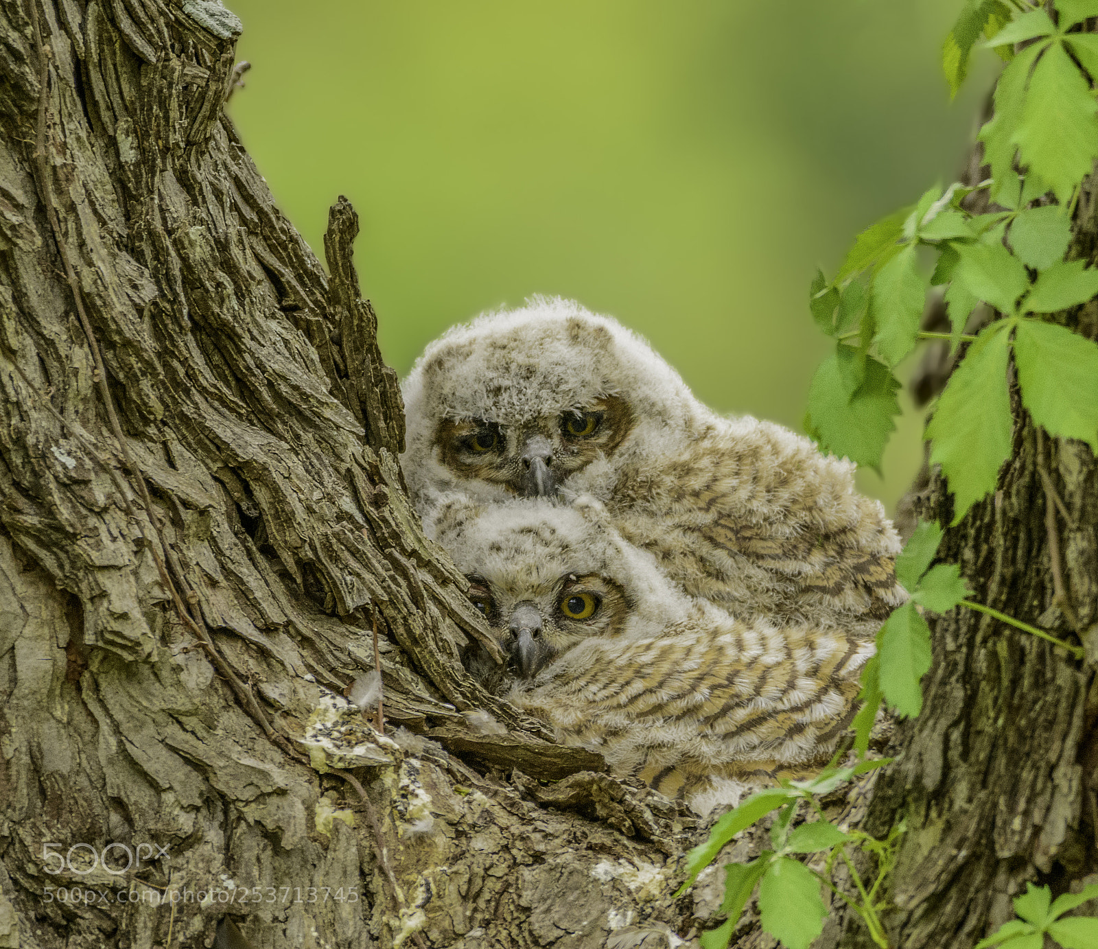 Nikon D7100 sample photo. Great horned owletts photography