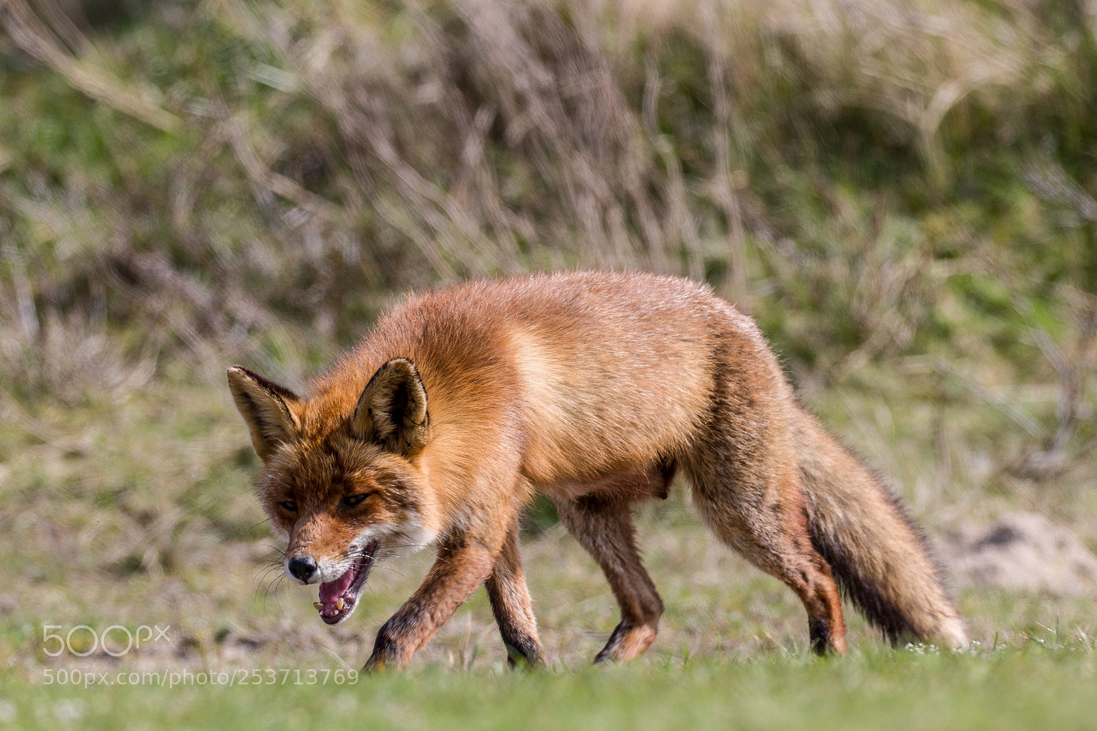 Canon EOS 7D Mark II sample photo. Smiling fox photography