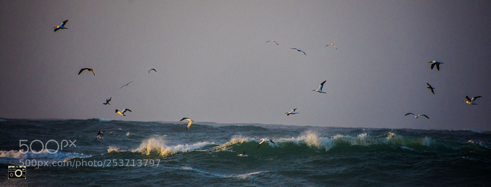 Nikon D7200 sample photo. Breakfast run photography