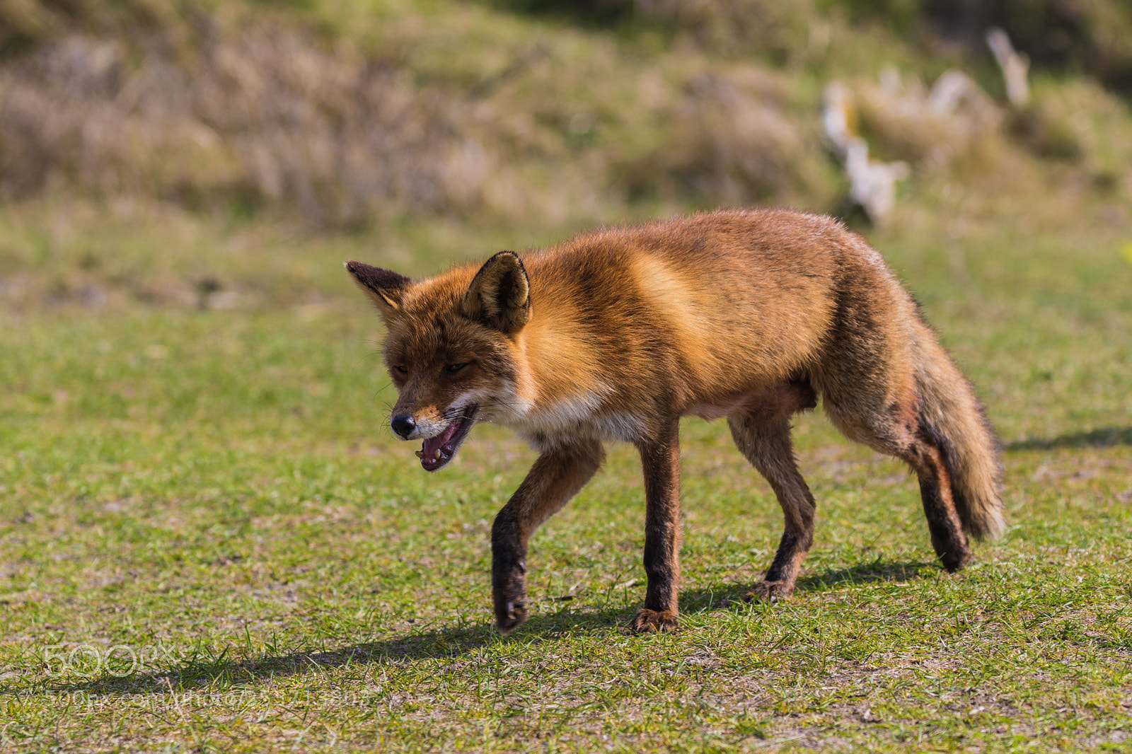 Canon EOS 7D Mark II sample photo. Walking fox photography