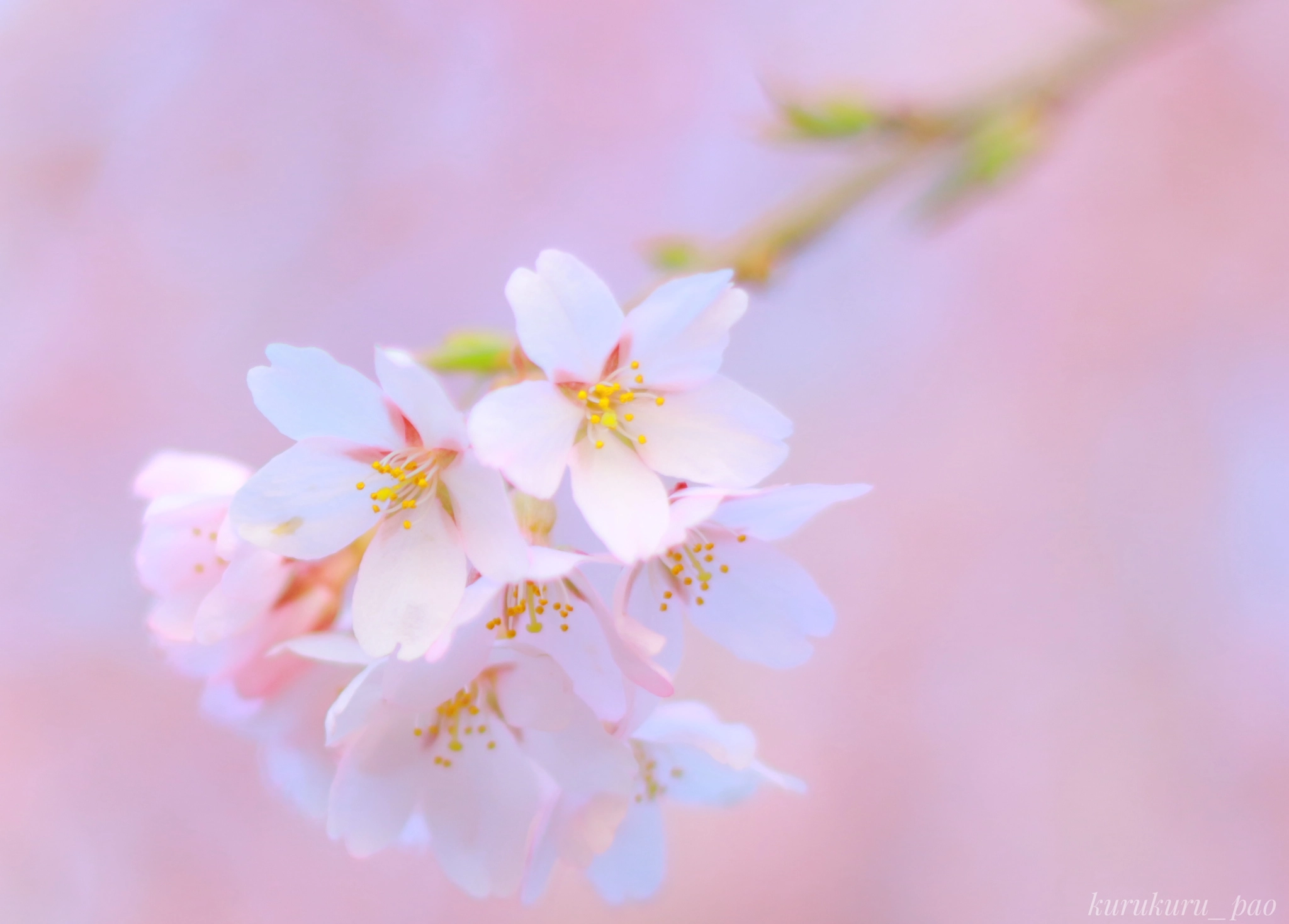 Canon EOS 650D (EOS Rebel T4i / EOS Kiss X6i) sample photo. Cherry blossom photography