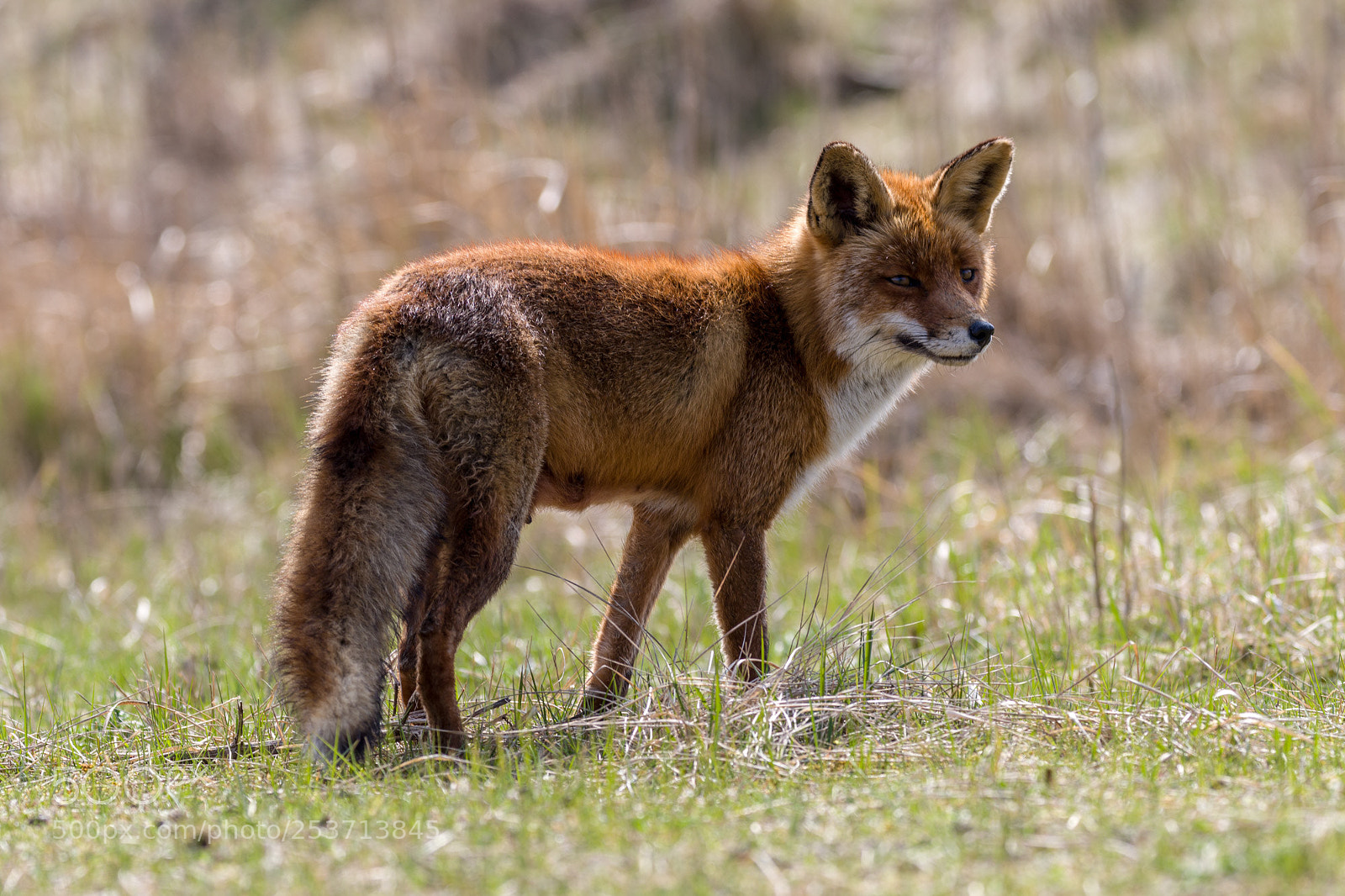 Canon EOS 7D Mark II sample photo. Fox standing photography
