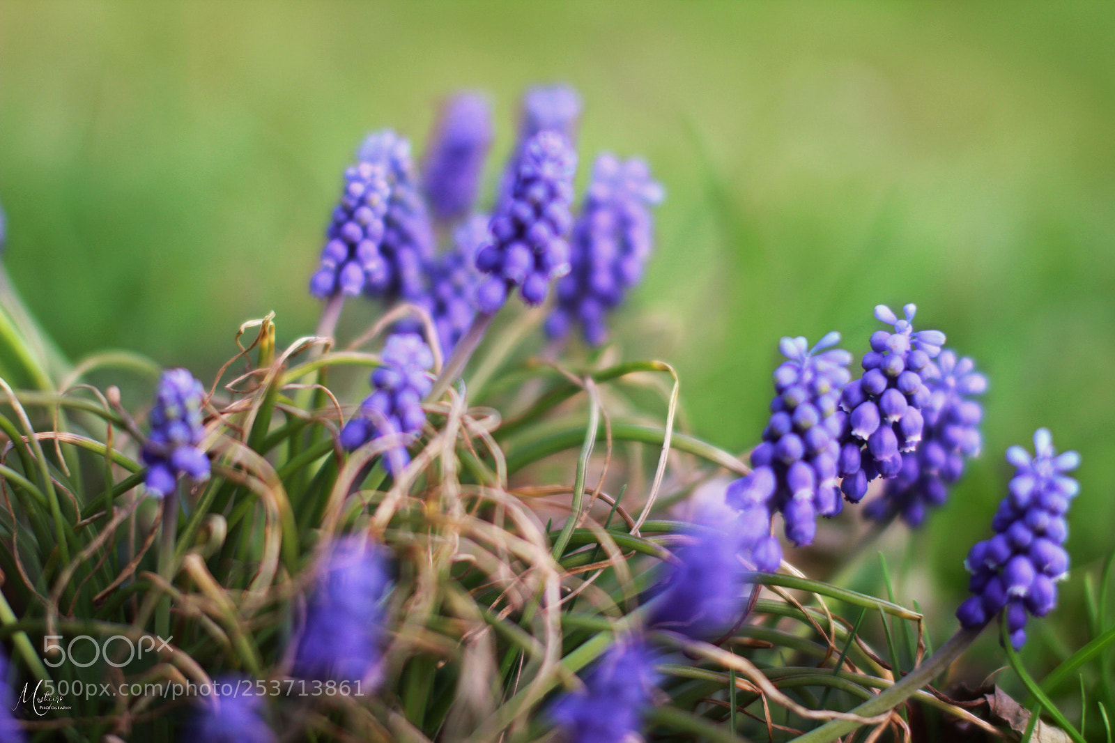 Canon EOS 600D (Rebel EOS T3i / EOS Kiss X5) sample photo. Flowe photography