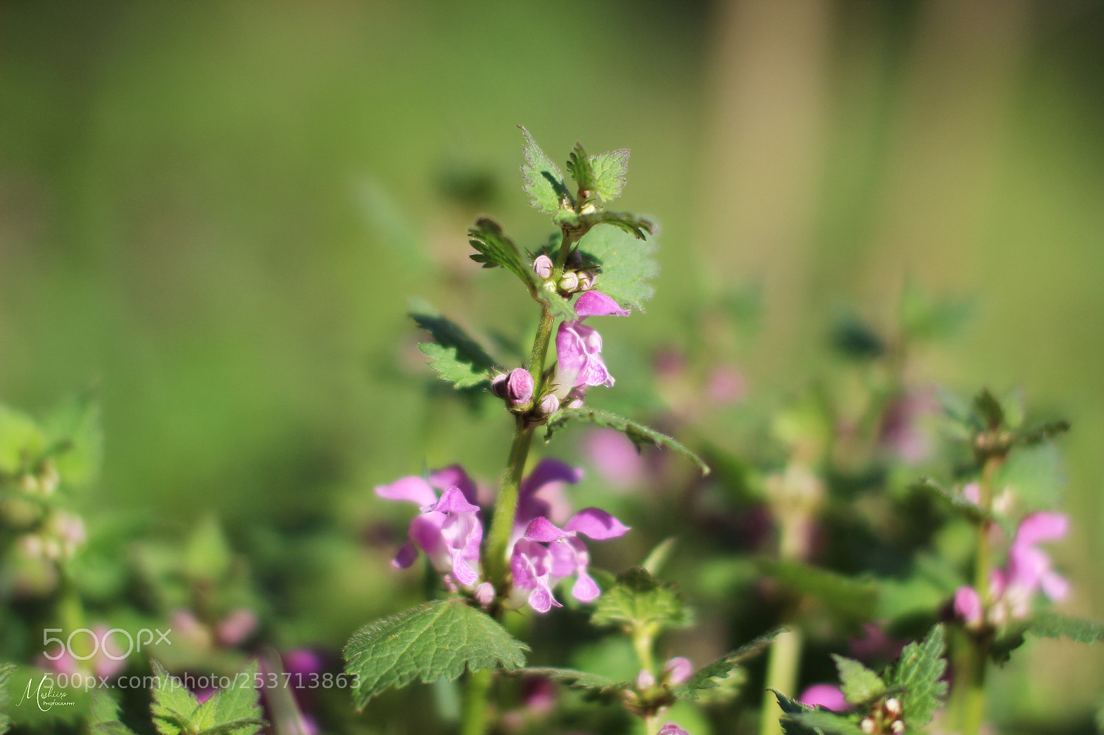 Canon EOS 600D (Rebel EOS T3i / EOS Kiss X5) sample photo. Flower photography