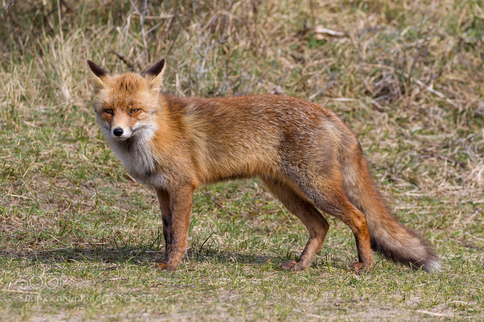 Canon EOS 7D Mark II sample photo. Fox watching photography