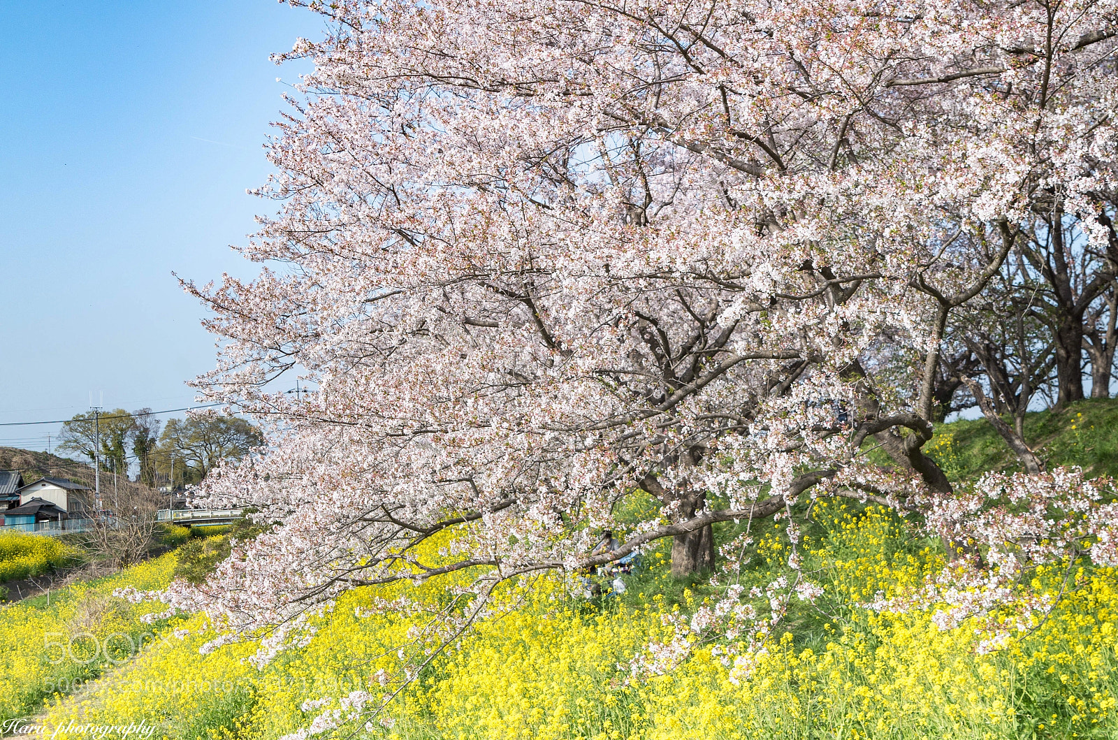 Pentax K-50 sample photo. 青空と桜と菜の花と photography