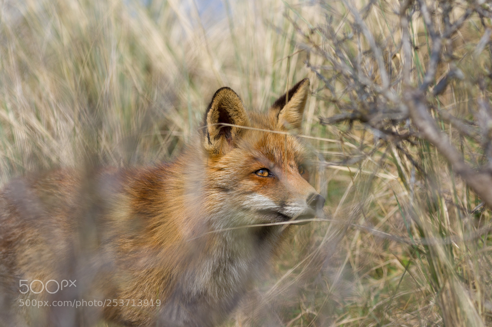 Canon EOS 7D Mark II sample photo. Fox in the grass photography