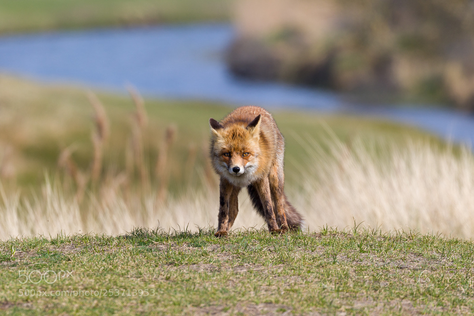 Canon EOS 7D Mark II sample photo. Fox standing in front photography