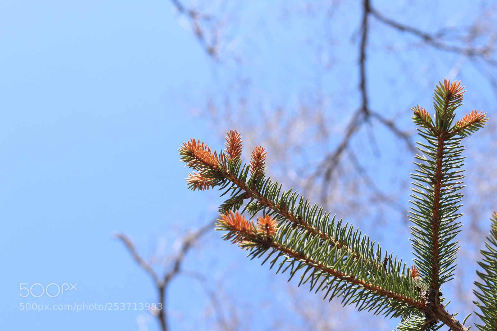 Canon EOS 80D + Canon EF 50mm F1.8 STM sample photo. Untitled photography