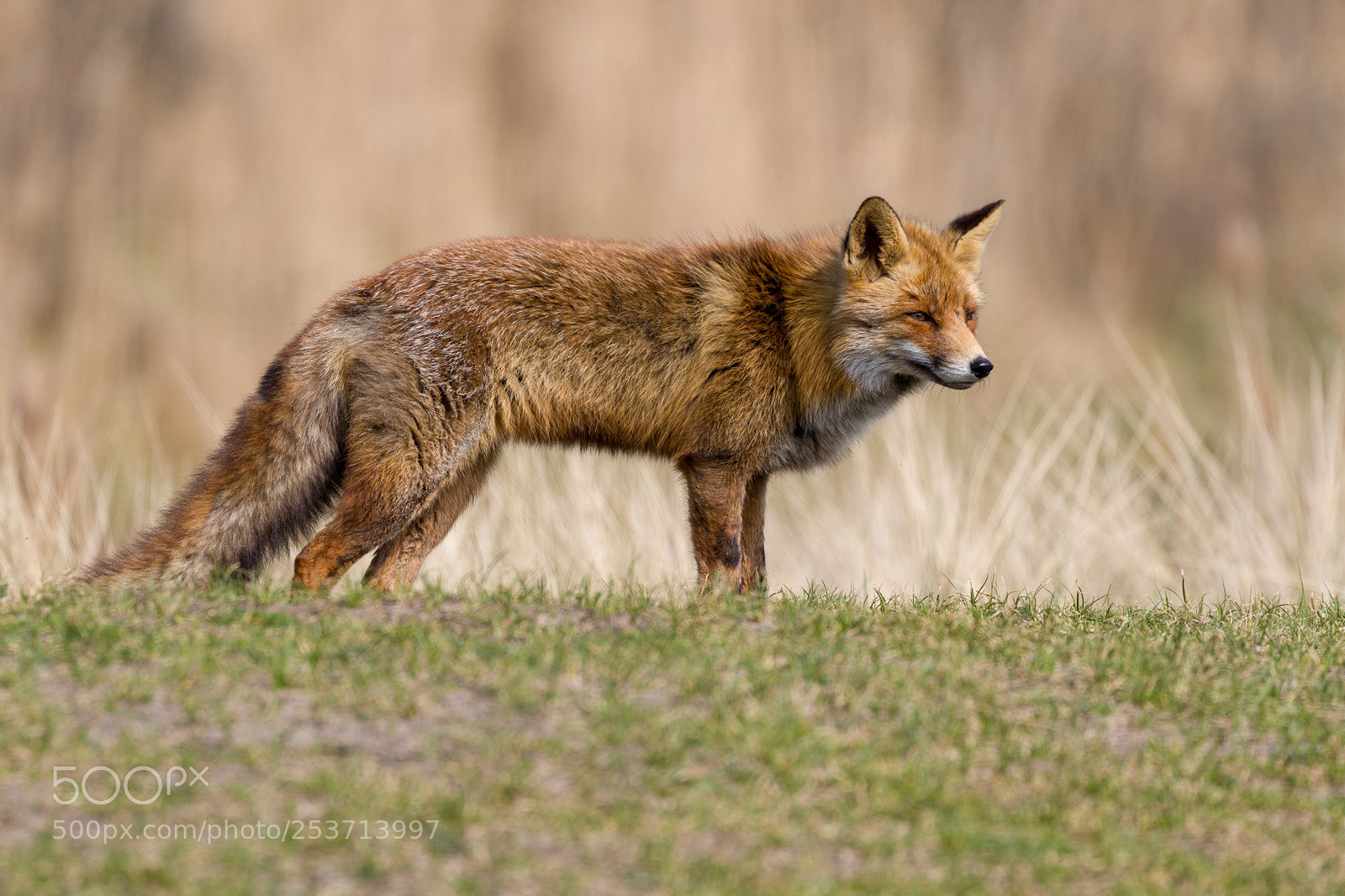 Canon EOS 7D Mark II sample photo. Fox observing photography