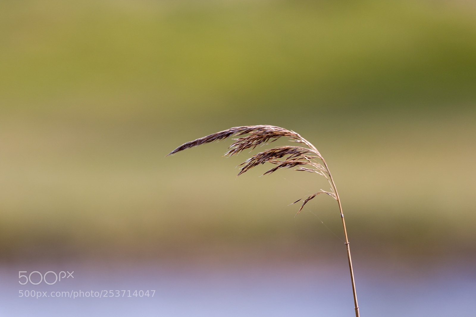 Canon EOS 7D Mark II sample photo. Still life photography