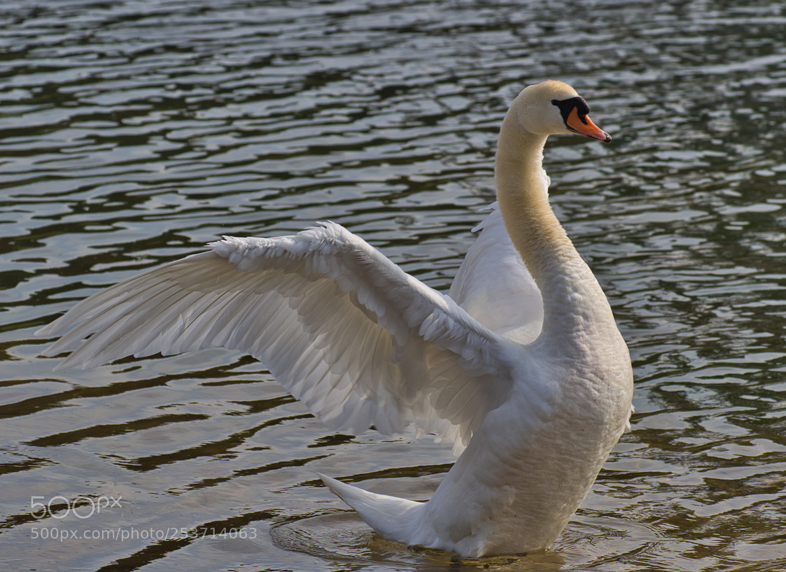 Canon EOS 7D Mark II sample photo. The swan photography