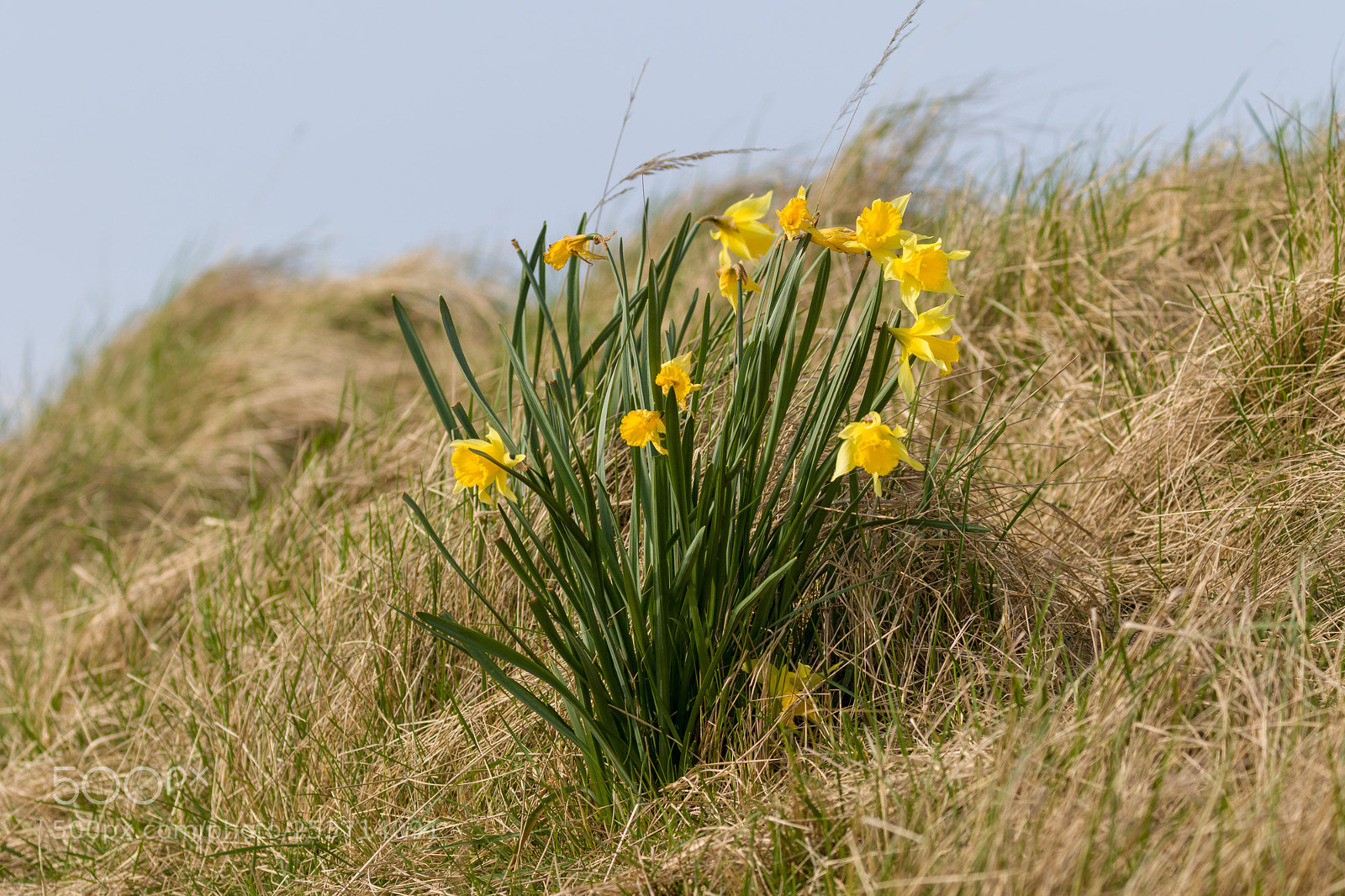 Canon EOS 7D Mark II sample photo. Lost daffodils photography