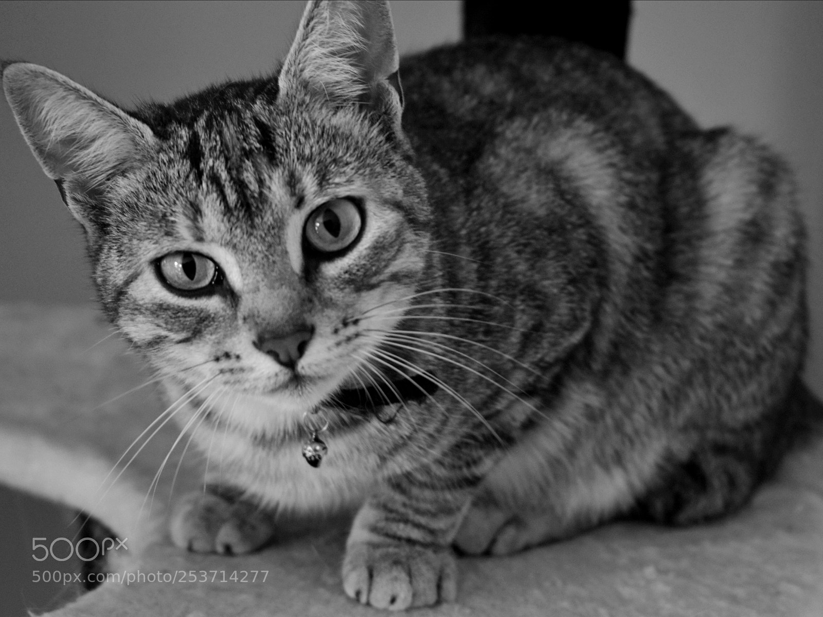 Nikon D5600 sample photo. This is my serious photography