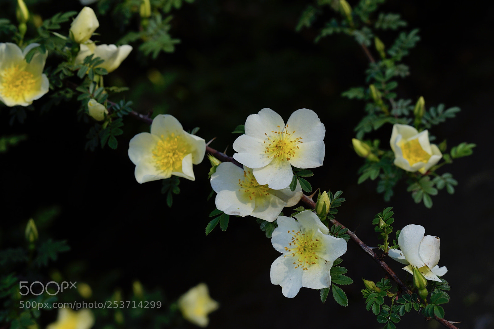 Sony a7 II sample photo. 刺玫亦温柔 photography