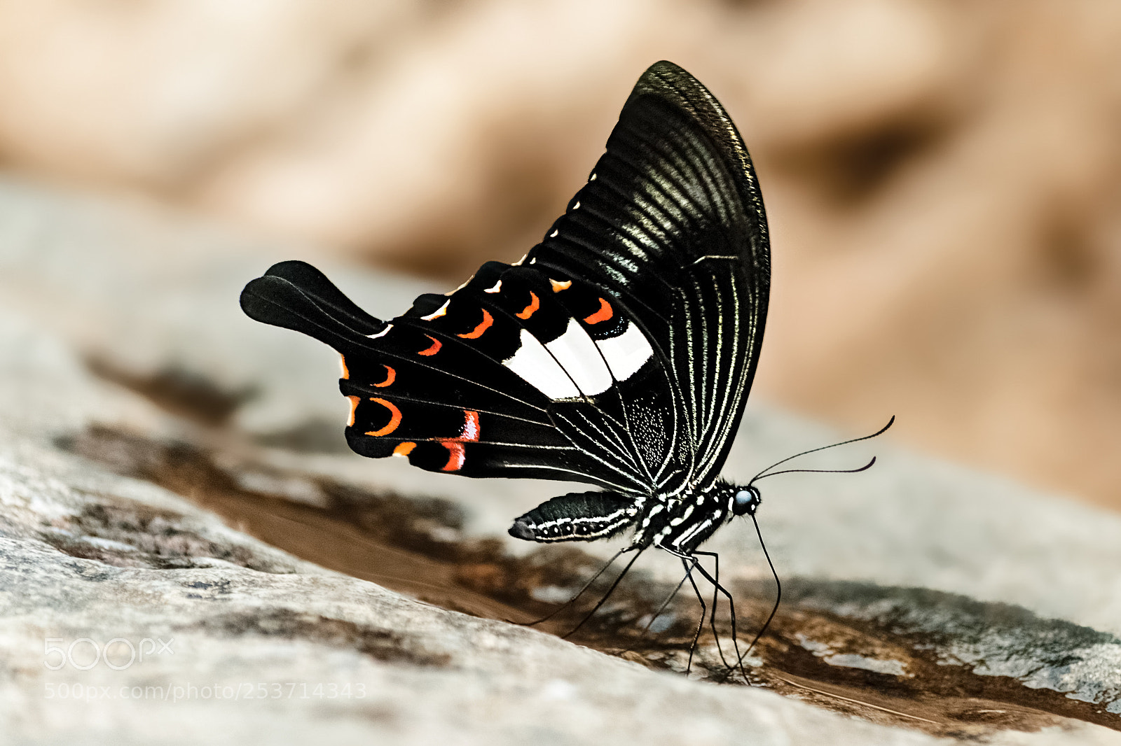 Nikon D3000 sample photo. Flying flower photography